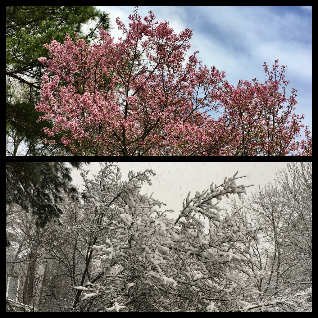 Cherry tree blossom winter spring snow
