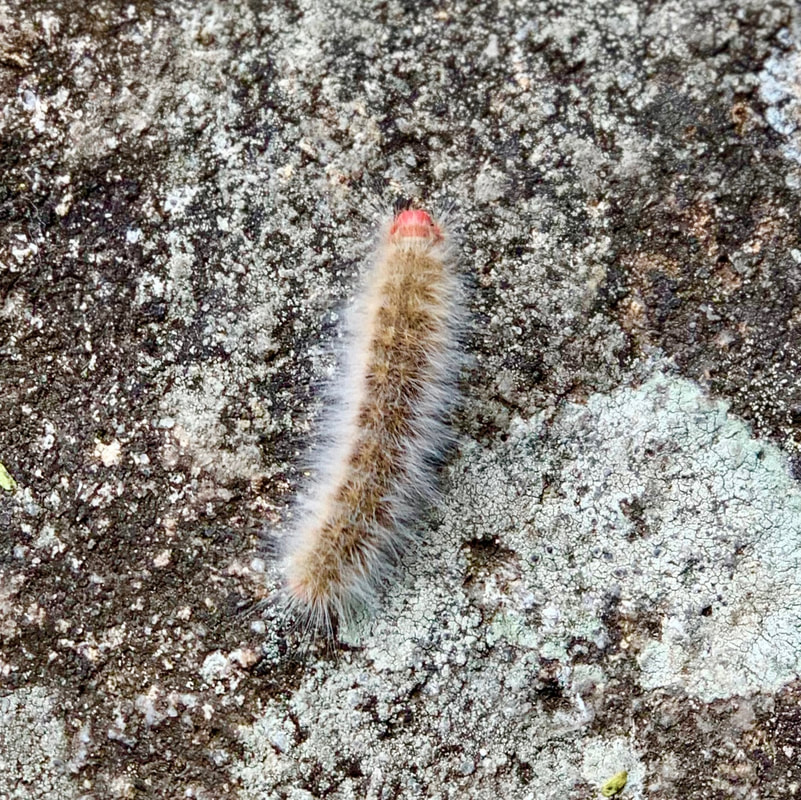 Machu Picchu, Peru, caterpillar