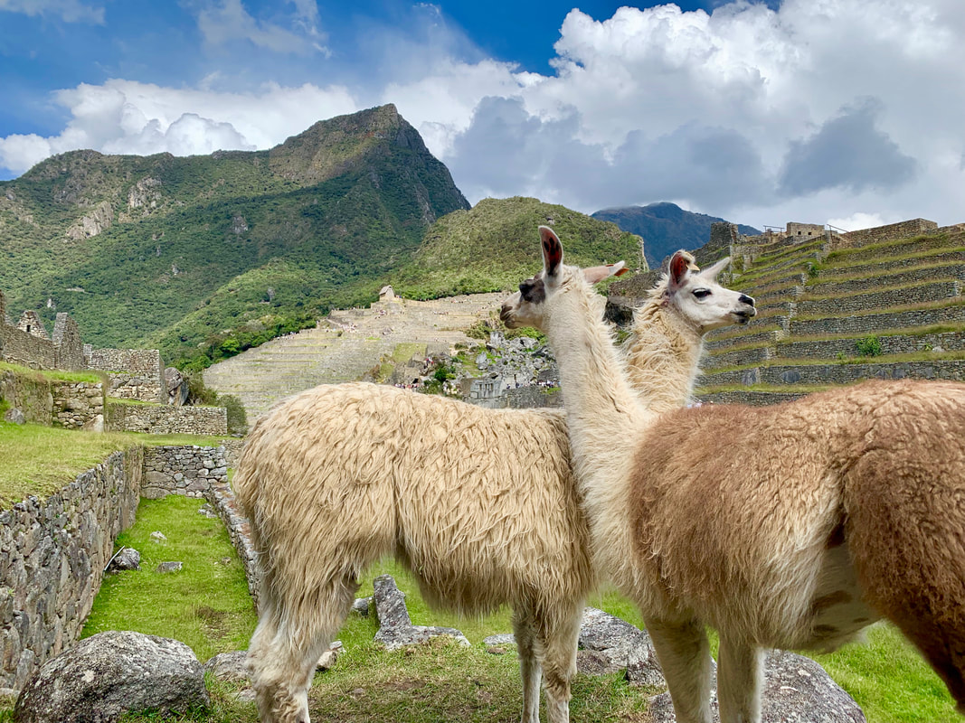 Machu Picchu, Peru, llama
