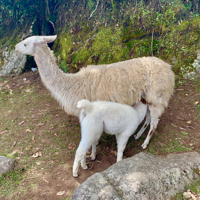 Machu Picchu, Peru, llama, baby