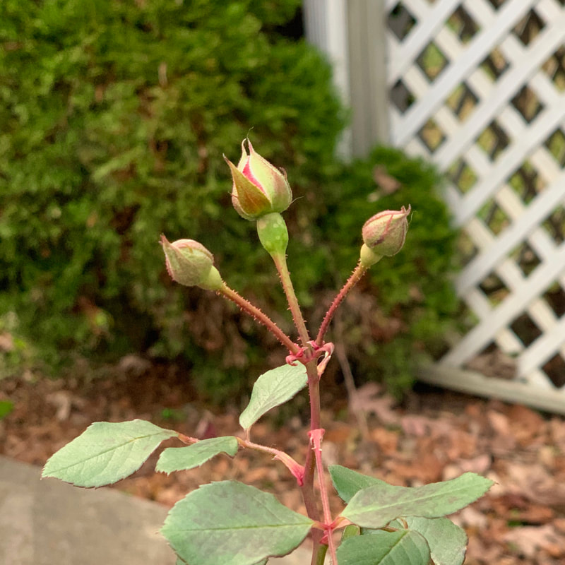 Rosebud, winter flower