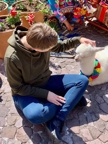 Cusco, Peru, alpaca