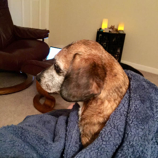 Tia, blanket, meditation, cheagle