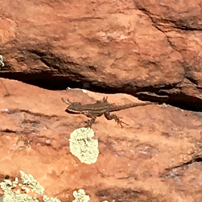 Lizard, Sedona, Red Rock