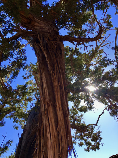Pine tree, sunlight, Sedona, Red Rock